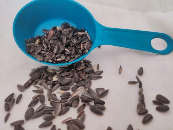 Sunflower Seed with skin